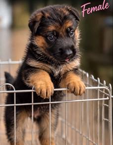 MKA German Shepherd