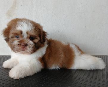 Shih Tzu