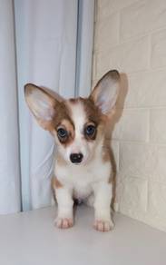 J0588 Corgi Cute Wiggle Butt Baby Puppy
