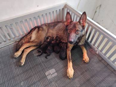 German Shepherd (working line)