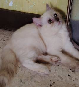 British Longhair Kitten