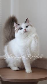 Ragdoll Kitten , Female
