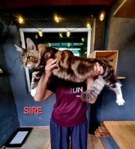 Purebred Male Mainecoon kitten. 