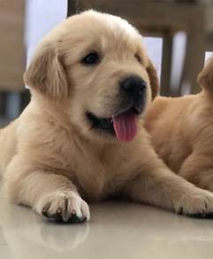 Golden Retriever d