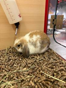 Holland Lop