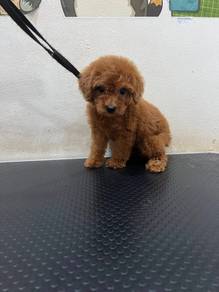 Tiny Super Cute Poodle Female