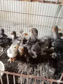Anak ayam hias