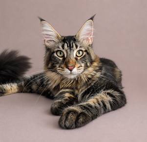 Mainecoon