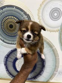 tea cup chihuahua... 