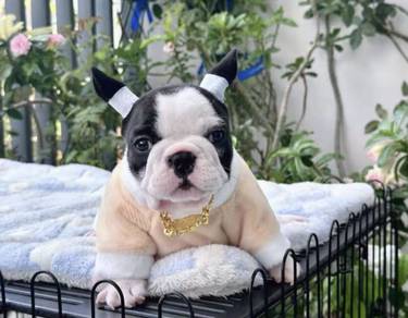 FRENCH BULLDOG PUPPIES 🌻A196 Cow Pattern Girl