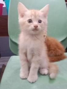 mix long hair short leg cat