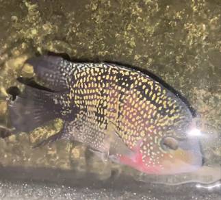 Ikan Flower Horn 9”