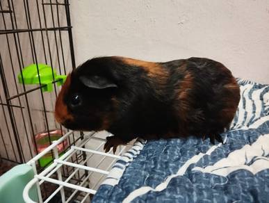 Guinea pig ( jantan )