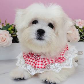 Maltese