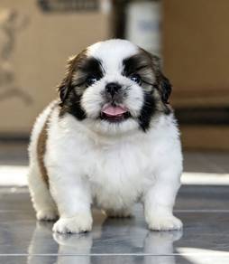 SHIH TZU PUPPIES A379🌻 Small Dog Boy / Girl
