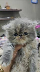 persian cat