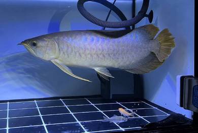 ikan arowana fish