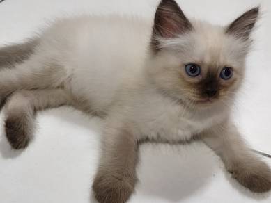 Anak Kucing