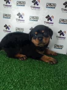 Rottweiler with mka cert female