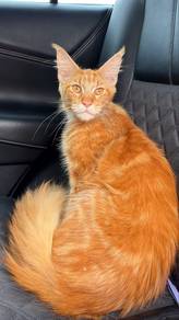 Mainecoon
