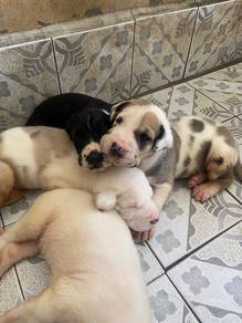 Great Dane Pure For Sale