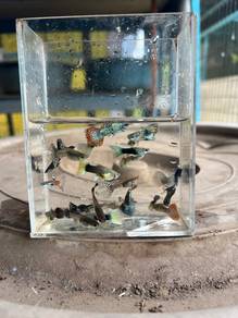 Guppy mix
