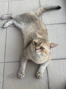 British Shorthair Golden (BSH)
