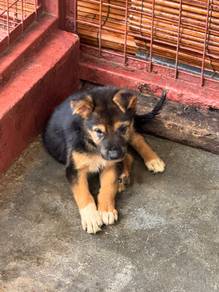 Mixed German Shepherd Female Puppy