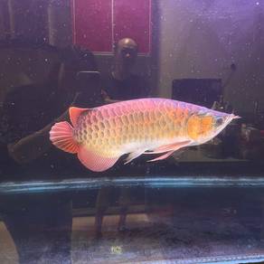 Red Arowana