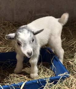 Pygmy Goat