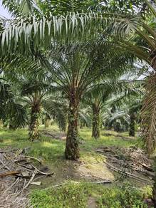 Others Land in Kota Tinggi, JHR