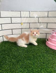 Bicolor Munchkin kitten