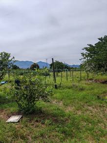 Agricultural Land in Simpang, PRK