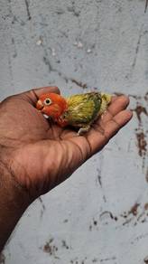 Burung lovebirds
