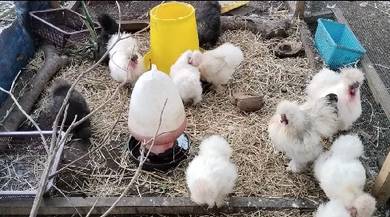 silkie chicken ayam silkie
