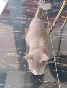 A grey cat
