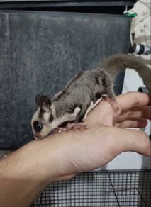 Sugar Glider Grey