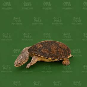 Turtle Snake Neck