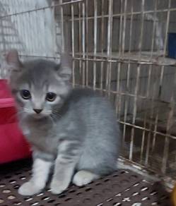 Cute American Curl Kitten