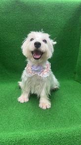 西高地女
Westie
Female
F-13
Dob : 28-02-26