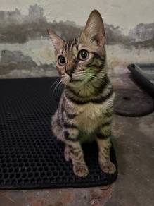 bengal ibu dan anak