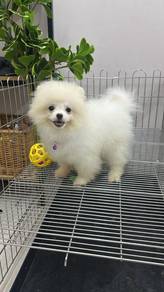 cream white colour pomeranianFemale