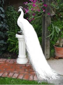 peacock merak putih
