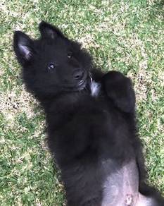 BLL0115 #MKA German Shepherd black male puppies