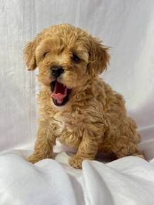 Cavapoo puppy 1