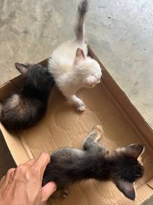 anak kucing 