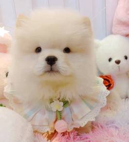 Chow Chow
