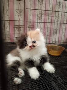 Persian kitten cat
