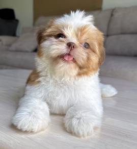 SHIH TZU PUPPIES A320 🌻 Small Dog Fluffy