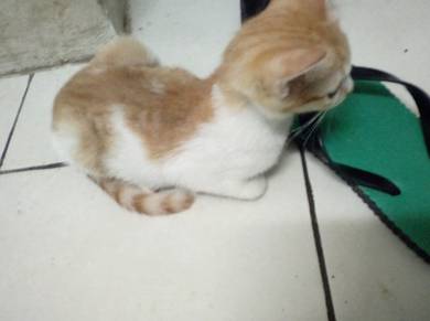 kucing untuk di lepaskan